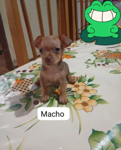 Pincher macho zero com 1