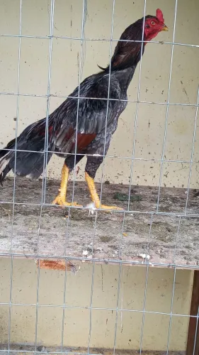 Frango índio