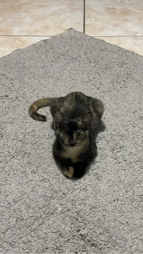 Gata Fêmea