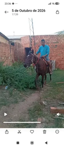 Égua mança