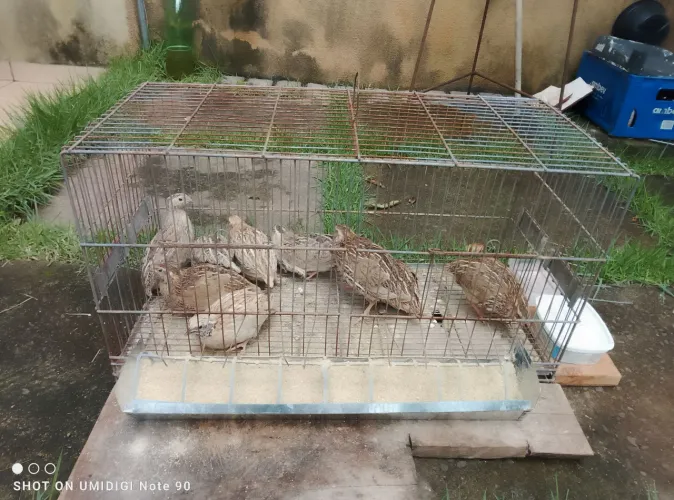 Codornas Japônicas 