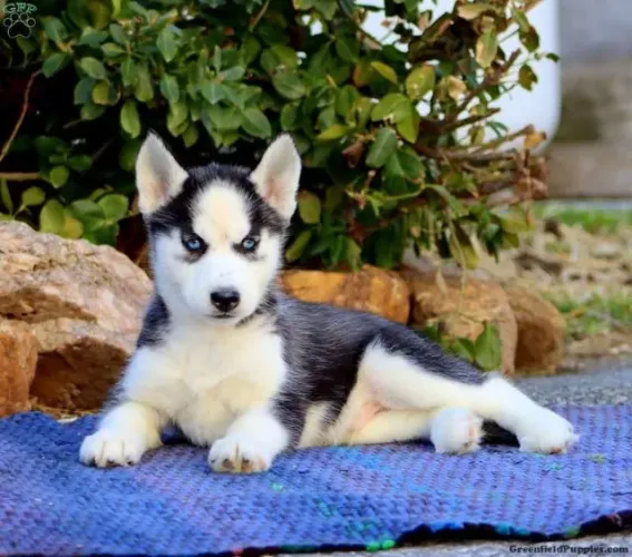 Husky Siberiano pronta entrega - adquira hoje