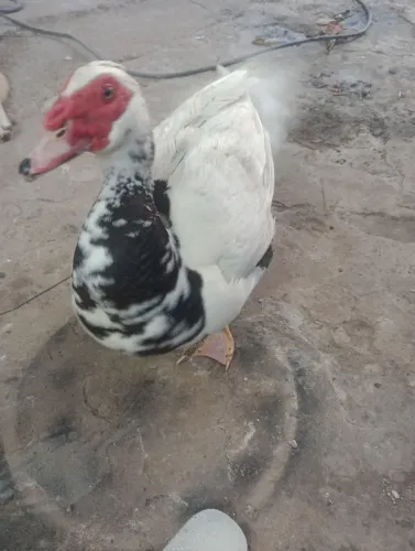 Pato