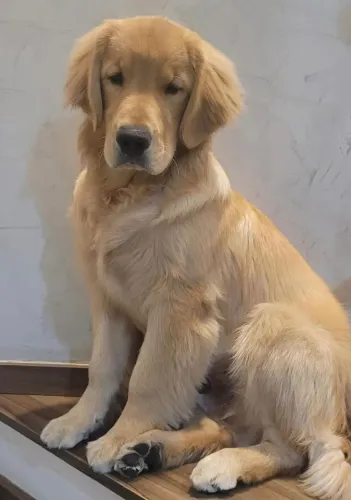Golden Retriever fêmea