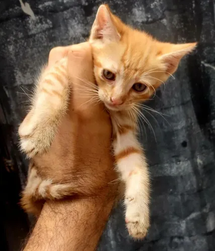 Gatos filhotes para adoção.