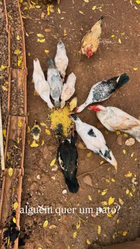 patos a venda 