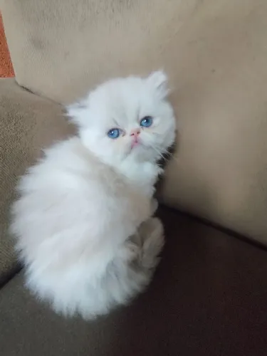 Gatos Persa Fêmeas Top Chow .Pra reservar 