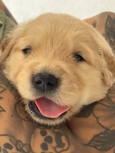 Filhotes de golden retriver