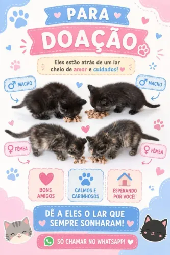 Gatos para doação 