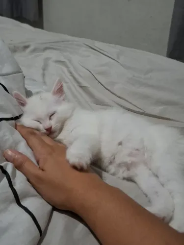 Gato filhote