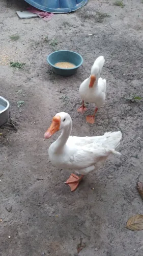 Aves
