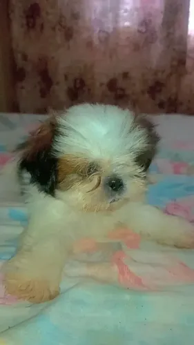 Shihtzu pronta entrega