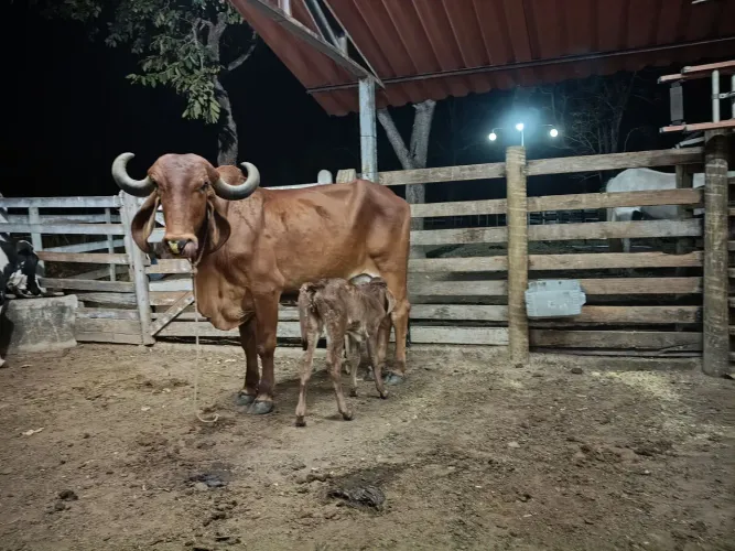 Vendo Vaca Gir P.O