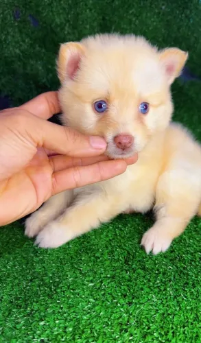 Filhote de pomsky