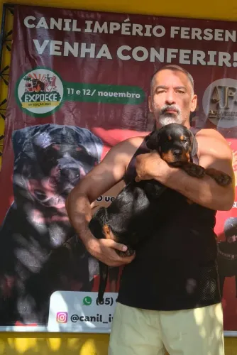 Filhote de rottweiler com PEDIGREE de Elite!