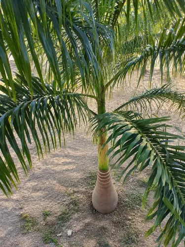 Palmeira imperial muito bem cuidada