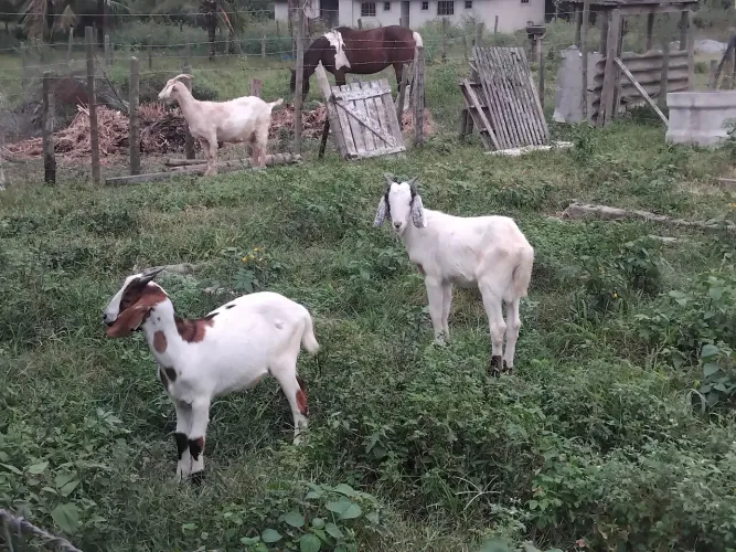 Porco e Cabrito