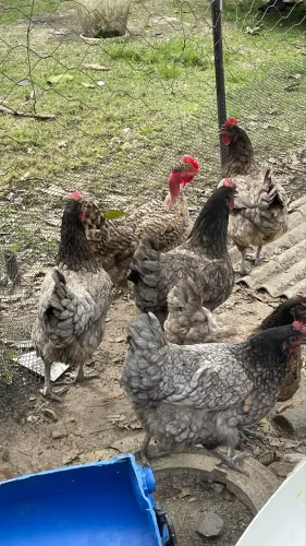 Ovos de Galinha Australorp Azul