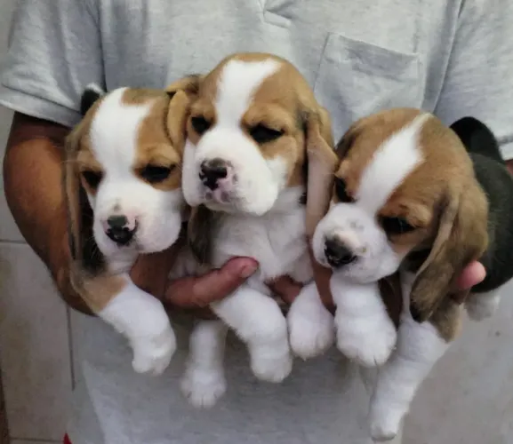 Filhote de Beagle. 