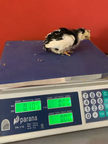Pintinhos GSB disponíveis 