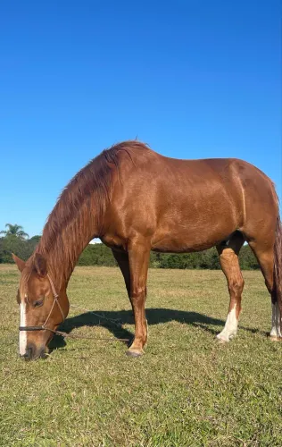 Cavalo
