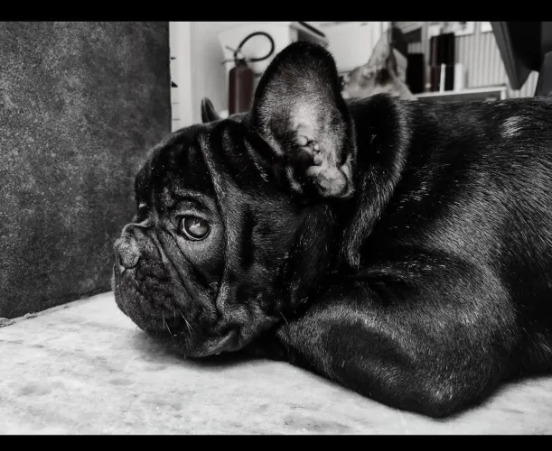 Bulldog francês
