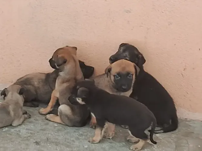 Filhotes de Pastor Belga Malinois disponíveis! Inteligêcia, lealdade e energia!