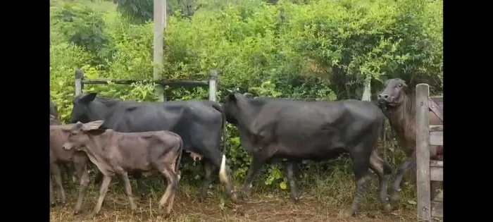 Vacas leiteiras