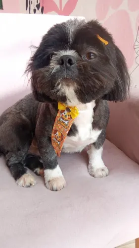 Vendo filhotes de shitzu