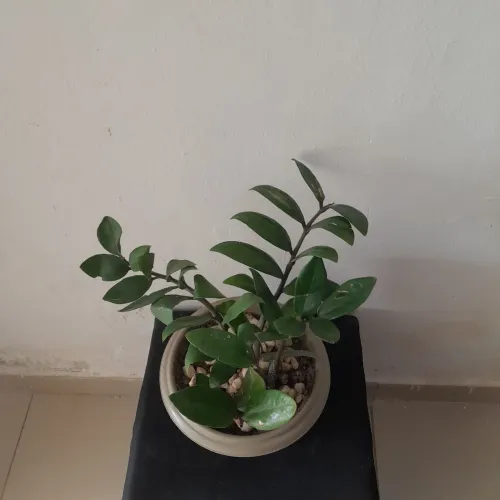 Jarro planta zamioculca 