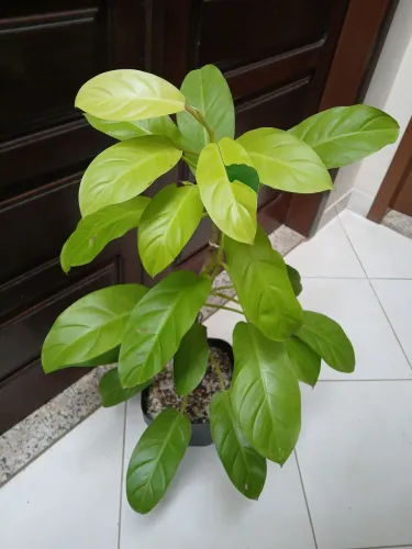 Lindo Philodendron Lemon Lime. 1metro.