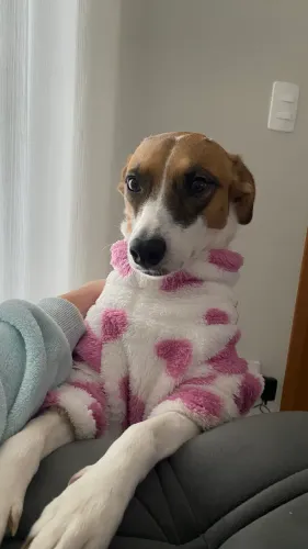 Cadela adoção responsável