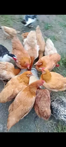 Galinhas grandes e gordas 50 reais a un fazendo entrega