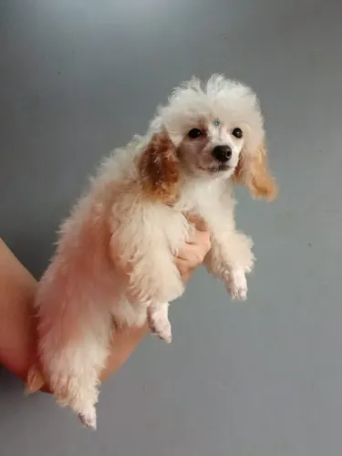 Poodle micro toy 