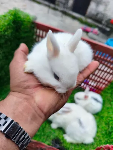 Coelho Netherland Dwarf ( Anão )