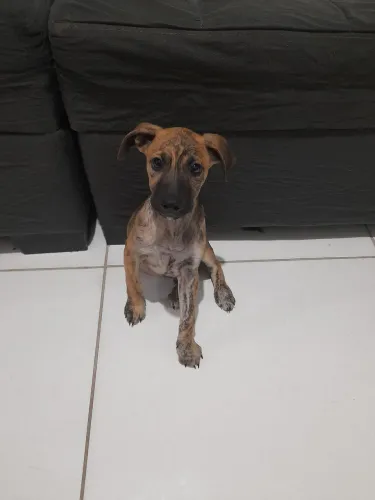 Filhote para adoção