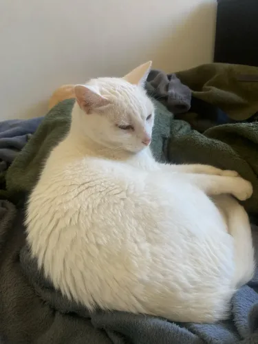 Gata fêmea castrada