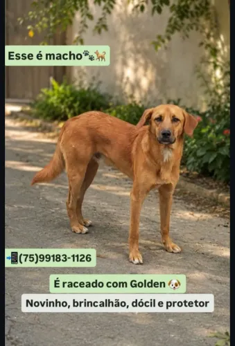 Cachorro misturado com Golden disponível para adoção!
