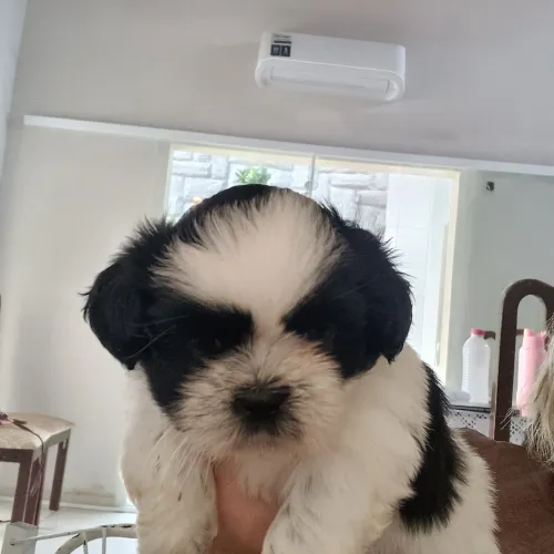 Venda Pet shitzu