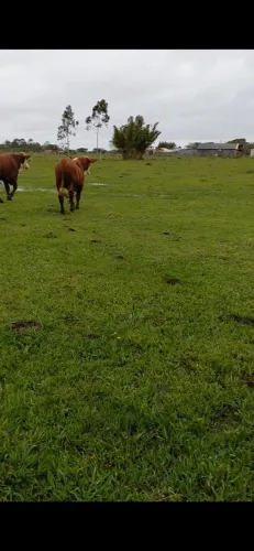 Tourinhos braford puros genética da rmk animal de ponta