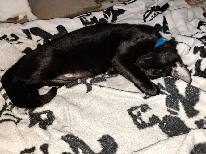 Doação de gatos