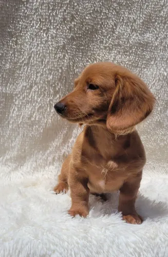 Dachshund Macho pelo longo