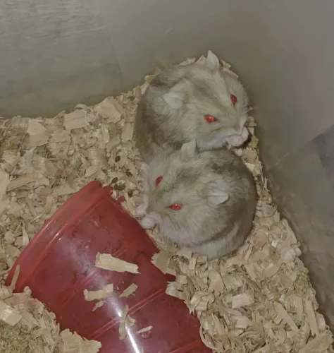 Hamster Chinês 