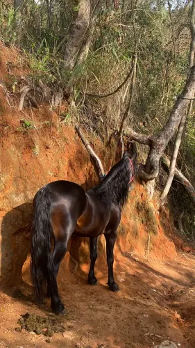 Cavalo mangalarga garanhão