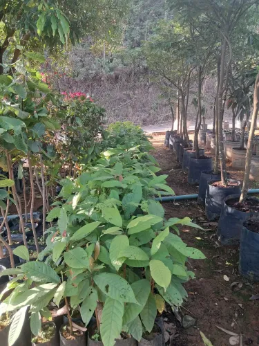 Mudas de cacau em Dona Euzébia-MG