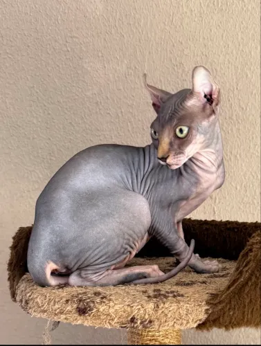 Filhote Sphynx Elf 