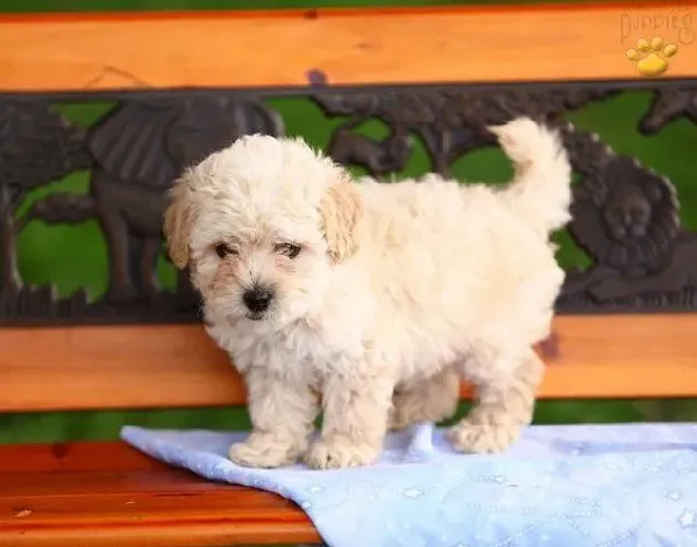 Poodle micro toy