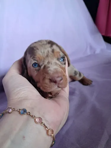 Dachshund