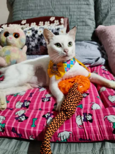 Gatinha castrada 