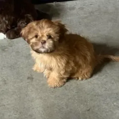 Shih Tzu,Shih Tzu Filhote Selecionado Alta Procedência